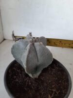 ASTROPHYTUM MYRIOSTIGMA  Nº 302 – vaso 15 - Imagem 5