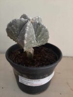 ASTROPHYTUM MYRIOSTIGMA "ENXERTADO"  Nº 357 – vaso 15 - Imagem 2