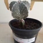 ASTROPHYTUM MYRIOSTIGMA "ENXERTADO"  Nº 357 – vaso 15