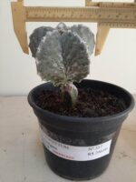 ASTROPHYTUM MYRIOSTIGMA "ENXERTADO"  Nº 357 – vaso 15