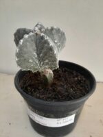 ASTROPHYTUM MYRIOSTIGMA "ENXERTADO"  Nº 357 – vaso 15 - Imagem 14