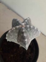 ASTROPHYTUM MYRIOSTIGMA "ENXERTADO"  Nº 357 – vaso 15 - Imagem 12