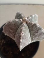 ASTROPHYTUM MYRIOSTIGMA "ENXERTADO"  Nº 357 – vaso 15 - Imagem 11