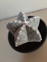 ASTROPHYTUM MYRIOSTIGMA "ENXERTADO"  Nº 357 – vaso 15 - Imagem 6