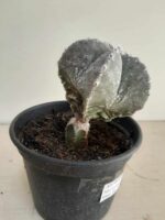 ASTROPHYTUM MYRIOSTIGMA "ENXERTADO"  Nº 357 – vaso 15 - Imagem 10