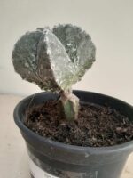 ASTROPHYTUM MYRIOSTIGMA "ENXERTADO"  Nº 357 – vaso 15 - Imagem 8