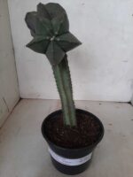 ASTROPHYTUM MYRIOSTIGMA NUDUM "ENXERTADO"  Nº 248 – vaso 15 - Imagem 2