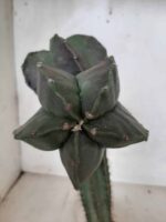 ASTROPHYTUM MYRIOSTIGMA NUDUM "ENXERTADO"  Nº 248 – vaso 15 - Imagem 6