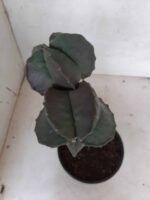 ASTROPHYTUM MYRIOSTIGMA NUDUM "ENXERTADO"  Nº 248 – vaso 15 - Imagem 10