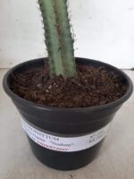 ASTROPHYTUM MYRIOSTIGMA NUDUM "ENXERTADO"  Nº 248 – vaso 15 - Imagem 9