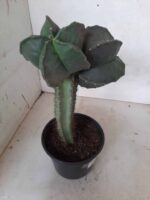 ASTROPHYTUM MYRIOSTIGMA NUDUM "ENXERTADO"  Nº 248 – vaso 15 - Imagem 8