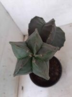 ASTROPHYTUM MYRIOSTIGMA NUDUM "ENXERTADO"  Nº 248 – vaso 15 - Imagem 3