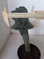 ASTROPHYTUM MYRIOSTIGMA NUDUM "ENXERTADO"  Nº 248 – vaso 15