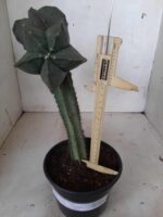 ASTROPHYTUM MYRIOSTIGMA NUDUM "ENXERTADO"  Nº 248 – vaso 15 - Imagem 5