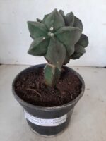 ASTROPHYTUM MYRIOSTIGMA Nudum "ENXERTADO"  Nº 301 – vaso 15 - Imagem 2