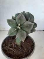 ASTROPHYTUM MYRIOSTIGMA Nudum "ENXERTADO"  Nº 301 – vaso 15 - Imagem 8