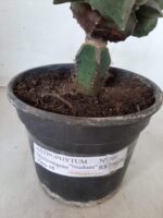 ASTROPHYTUM MYRIOSTIGMA Nudum "ENXERTADO"  Nº 301 – vaso 15 - Imagem 7