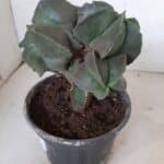 ASTROPHYTUM MYRIOSTIGMA Nudum "ENXERTADO"  Nº 301 – vaso 15