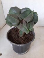 ASTROPHYTUM MYRIOSTIGMA Nudum "ENXERTADO"  Nº 301 – vaso 15