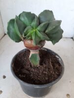 ASTROPHYTUM MYRIOSTIGMA Nudum "ENXERTADO"  Nº 301 – vaso 15 - Imagem 4