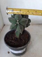 ASTROPHYTUM MYRIOSTIGMA Nudum "ENXERTADO"  Nº 301 – vaso 15 - Imagem 6