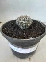 MATRIZ ASTROPHYTUM ASTERIAS SUPER KABUTO  Nº 51 - vaso 15 - Imagem 2