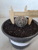 MATRIZ ASTROPHYTUM ASTERIAS SUPER KABUTO  Nº 51 - vaso 15 - Imagem 4