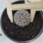 MATRIZ ASTROPHYTUM ASTERIAS SUPER KABUTO  Nº 51 - vaso 15