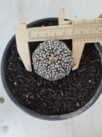 MATRIZ ASTROPHYTUM ASTERIAS SUPER KABUTO  Nº 51 - vaso 15
