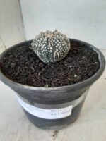 MATRIZ ASTROPHYTUM ASTERIAS SUPER KABUTO  Nº 51 - vaso 15 - Imagem 11