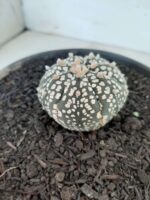 MATRIZ ASTROPHYTUM ASTERIAS SUPER KABUTO  Nº 51 - vaso 15 - Imagem 10
