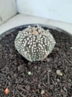 MATRIZ ASTROPHYTUM ASTERIAS SUPER KABUTO  Nº 51 - vaso 15 - Imagem 9
