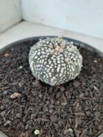 MATRIZ ASTROPHYTUM ASTERIAS SUPER KABUTO  Nº 51 - vaso 15 - Imagem 8