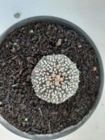 MATRIZ ASTROPHYTUM ASTERIAS SUPER KABUTO  Nº 51 - vaso 15 - Imagem 3