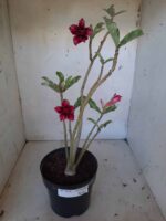 Planta Dobrada 1616 – 35cm – 02 anos - Imagem 2