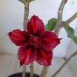 Planta Dobrada 1616 – 35cm – 02 anos