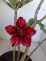 Planta Dobrada 1616 – 35cm – 02 anos