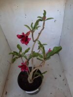 Planta Dobrada 1616 – 35cm – 02 anos - Imagem 4