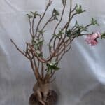 Planta ARABICUM 130 – 80cm – 07 anos