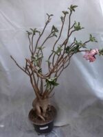 Planta ARABICUM 130 – 80cm – 07 anos