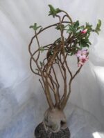 Planta ARABICUM 130 – 80cm – 07 anos - Imagem 9