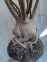 Planta ARABICUM 130 – 80cm – 07 anos - Imagem 10