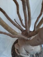 Planta ARABICUM 130 – 80cm – 07 anos - Imagem 13