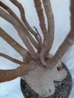 Planta ARABICUM 130 – 80cm – 07 anos - Imagem 8