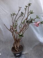 Planta ARABICUM 130 – 80cm – 07 anos - Imagem 6