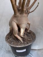 Planta ARABICUM 130 – 80cm – 07 anos - Imagem 4