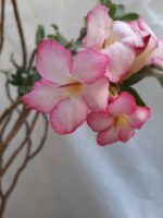 Planta ARABICUM 130 – 80cm – 07 anos - Imagem 3