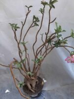 Planta ARABICUM 130 – 80cm – 07 anos - Imagem 15