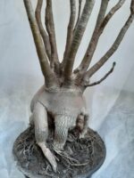 Planta ARABICUM 130 – 80cm – 07 anos - Imagem 12