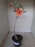 Planta Dobrada 2028 – 30cm – 01 ano - Imagem 2